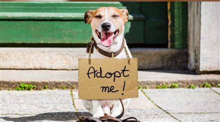 Are adopted dogs free?