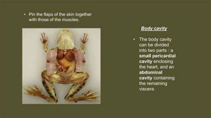 Are frogs dissected alive?