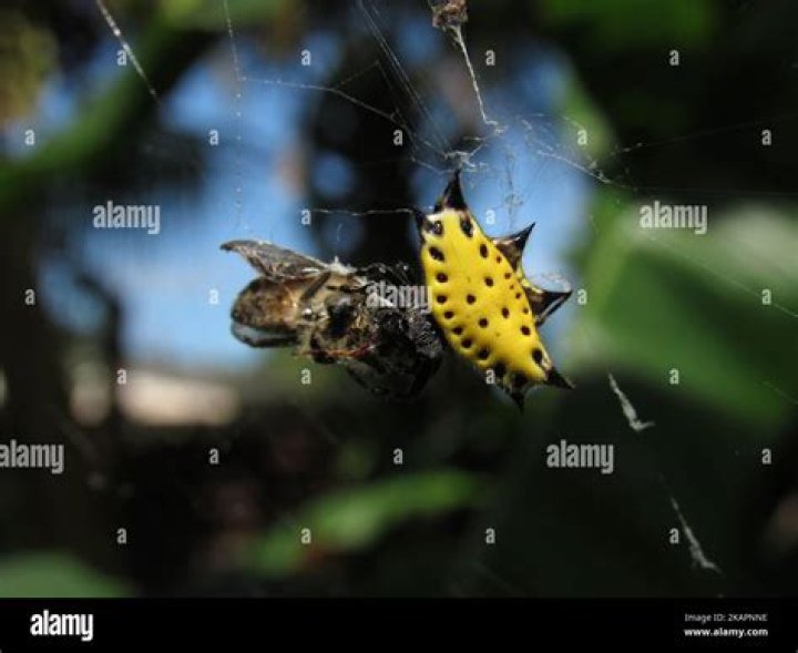 Are gasteracantha cancriformis poisonous?