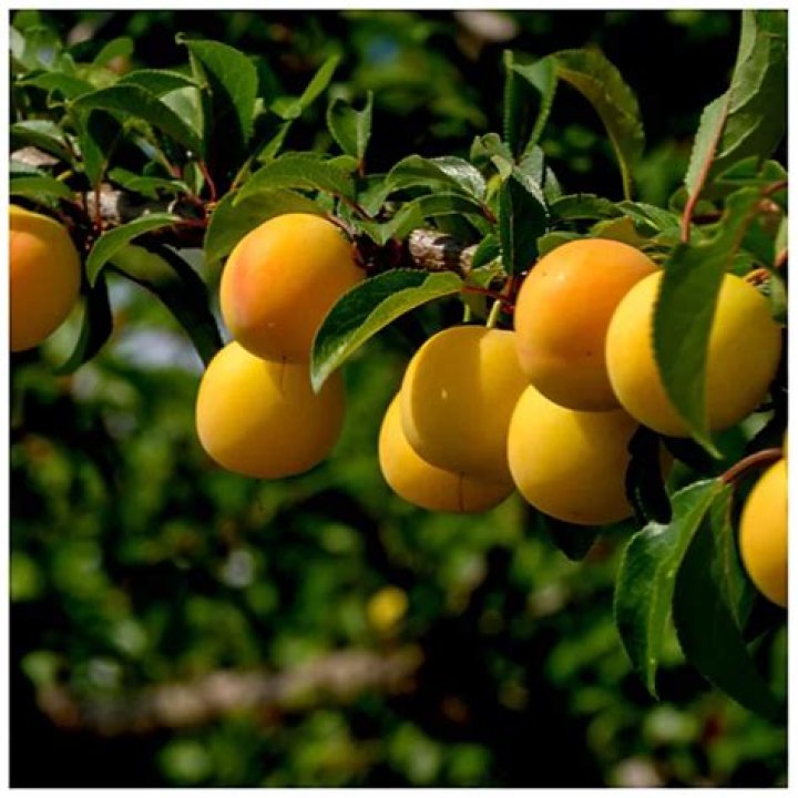 Are mirabelle plums self fertile?