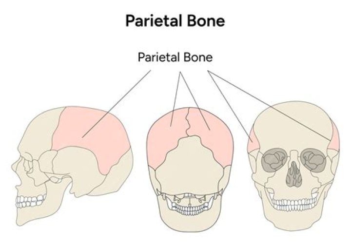 Can pariet be taken long term?