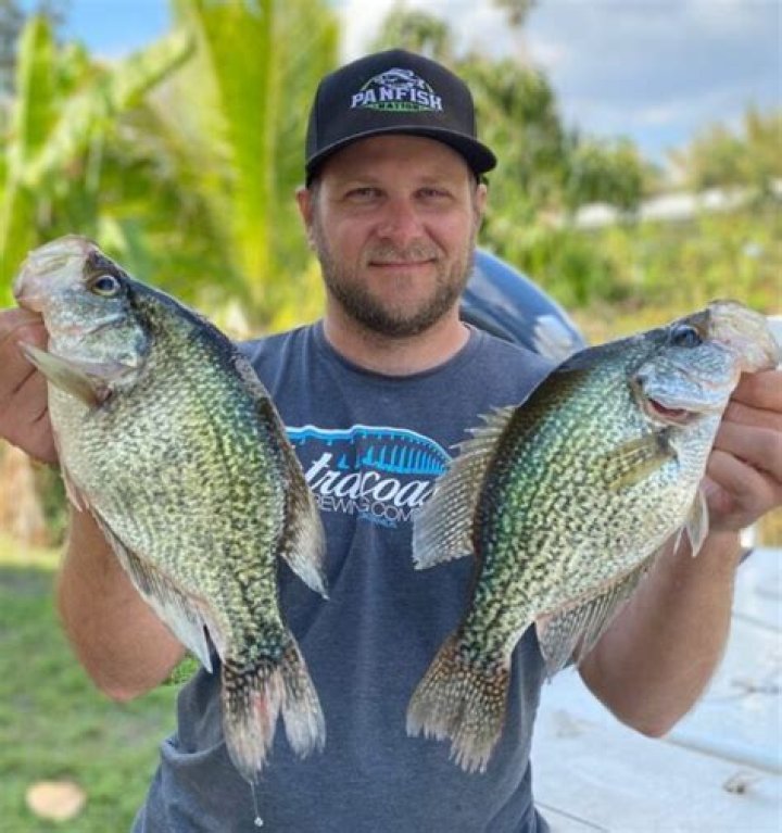 Do catfish eat perch?