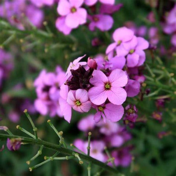 Do you deadhead erysimum bowles mauve?