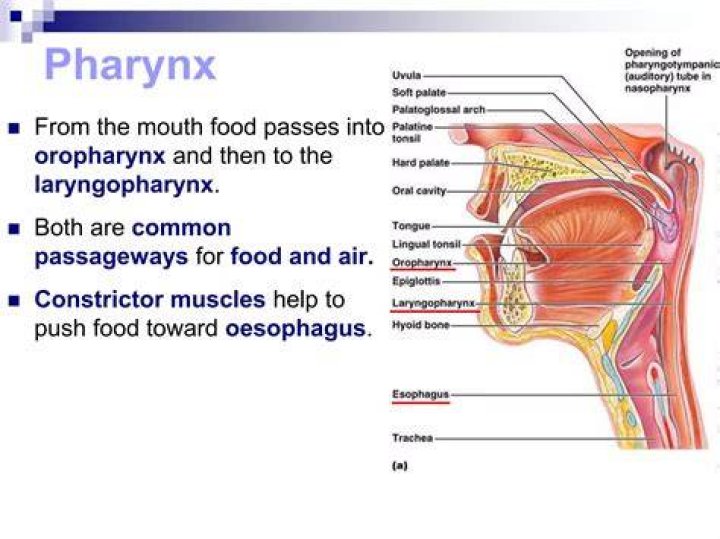 Does food pass through the nasopharynx?