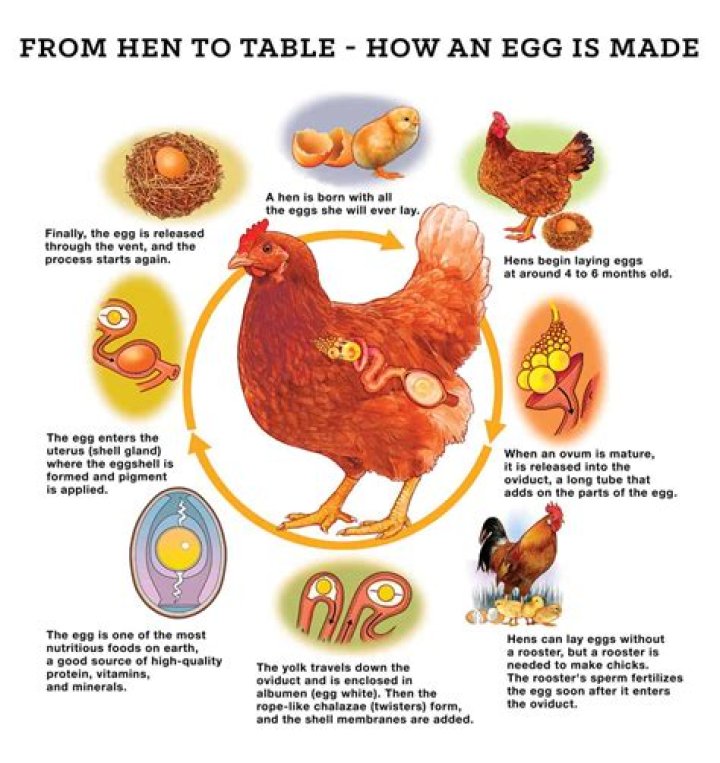 How long does it take for Eggknock to hatch?
