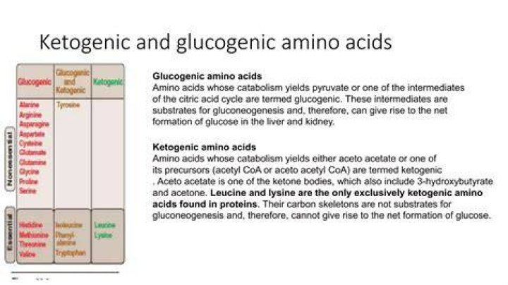 How many amino acids are glucogenic?