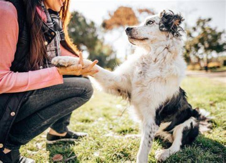 How smart are dogs?