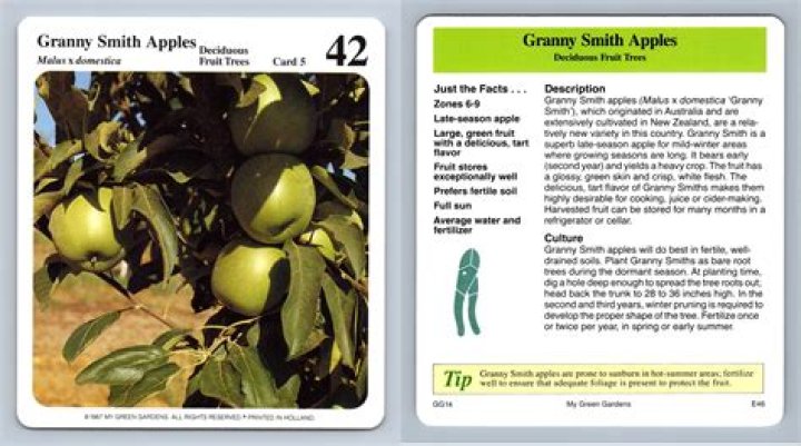 How wide do Granny Smith apple trees get?