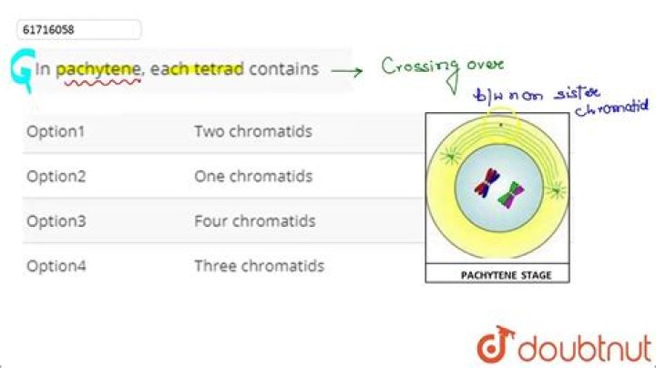 In pachytene each tetrad contains?