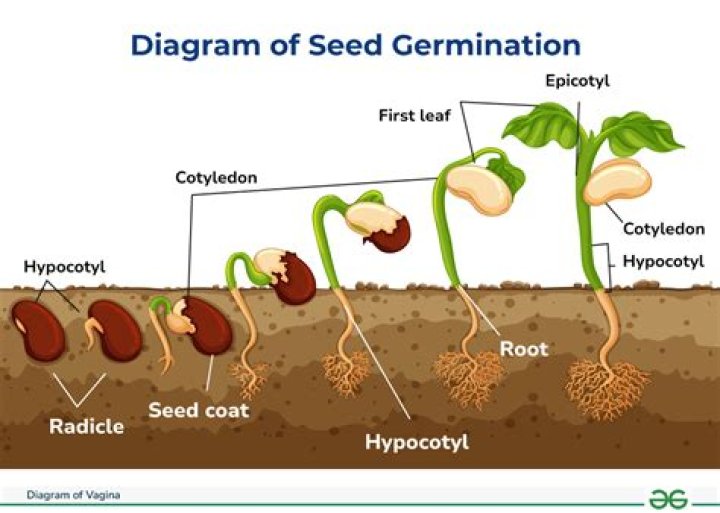 Should i germinate carrot seeds?