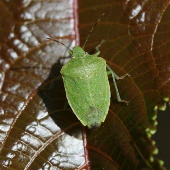 What bug is shaped like a shield?