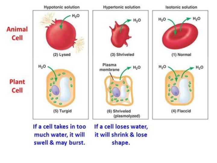 What does lyse mean in biology?