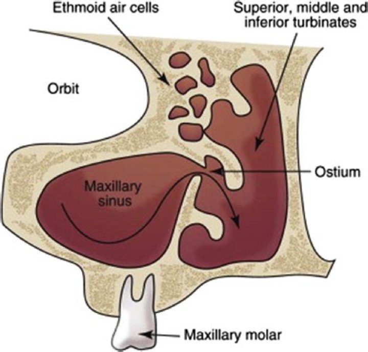 What is ostium in anatomy?