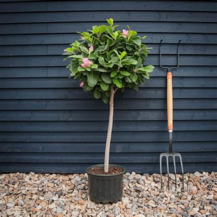 When to lollipop outdoor plants?