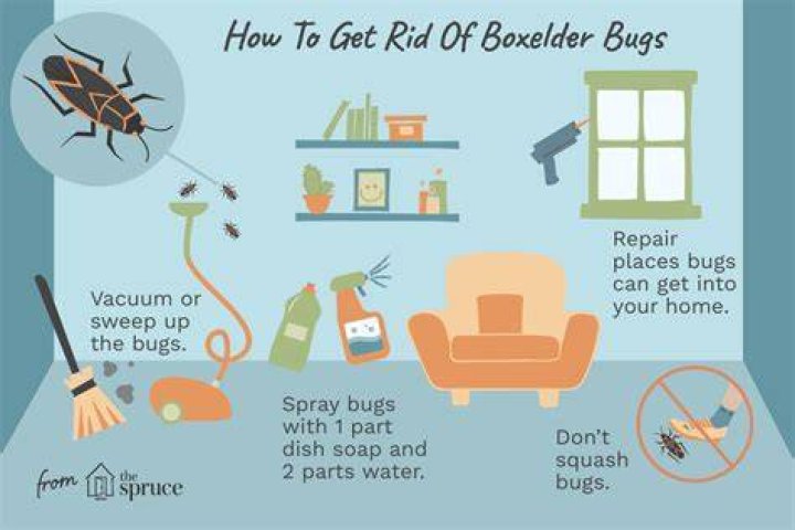 Where do boxelder bugs come from?