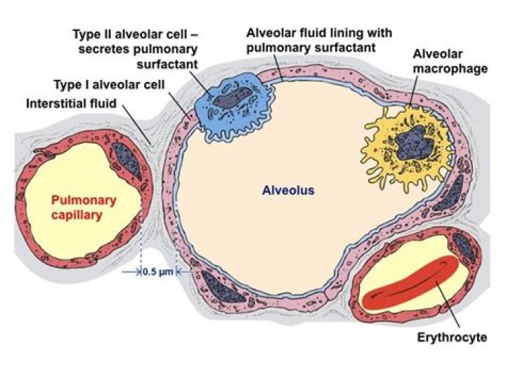 Which alveolar cell is responsible for producing surfactant?