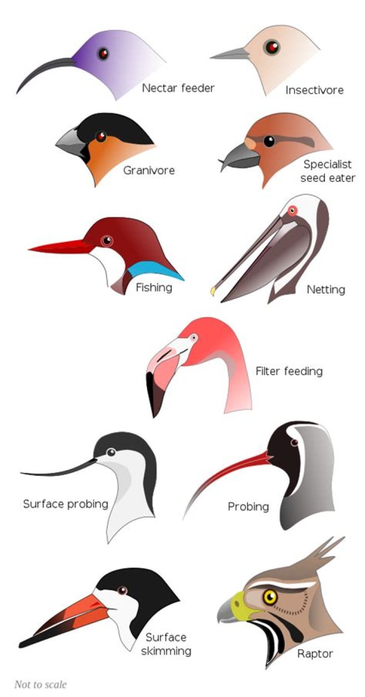 Which bird has chisel shaped beak?