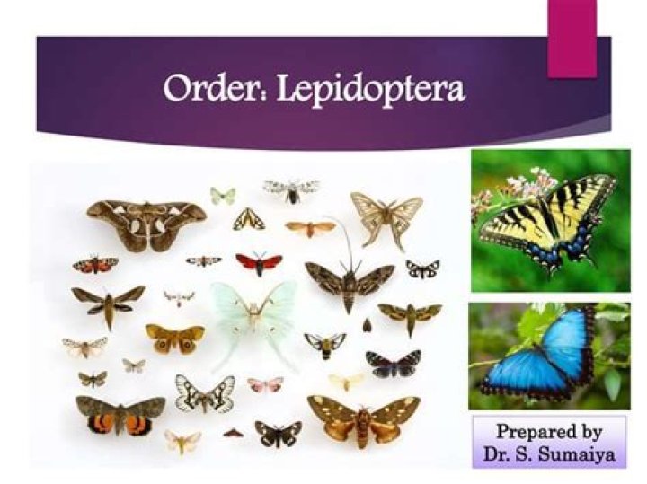 Which insects belong to the order lepidoptera?