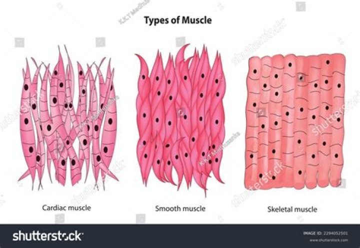 Why smooth muscles are called striated muscles?